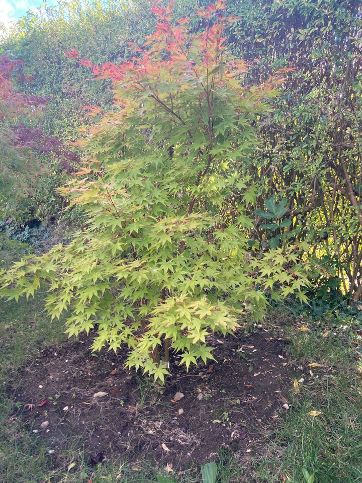 Acer palmatum/japansk