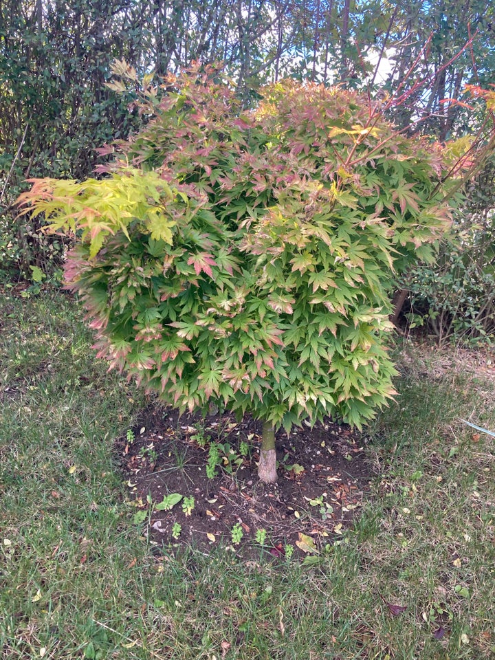 Acer palmatum/japansk