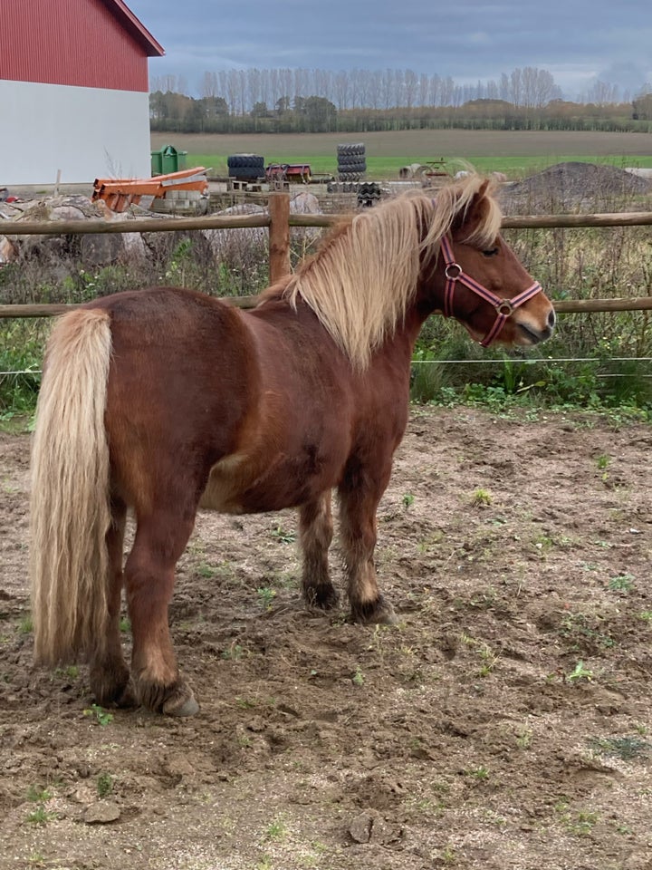 Shetlænder, vallak, 9 år