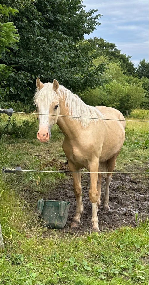 Welsh Cob hingst 1 år