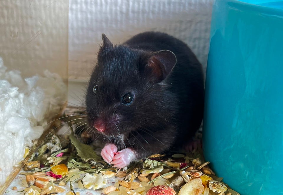 Hamster, Syrian guldhamster, 0 år