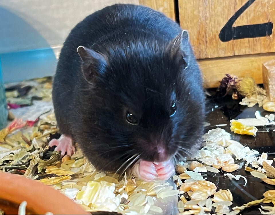 Hamster, Syrian guldhamster, 0 år