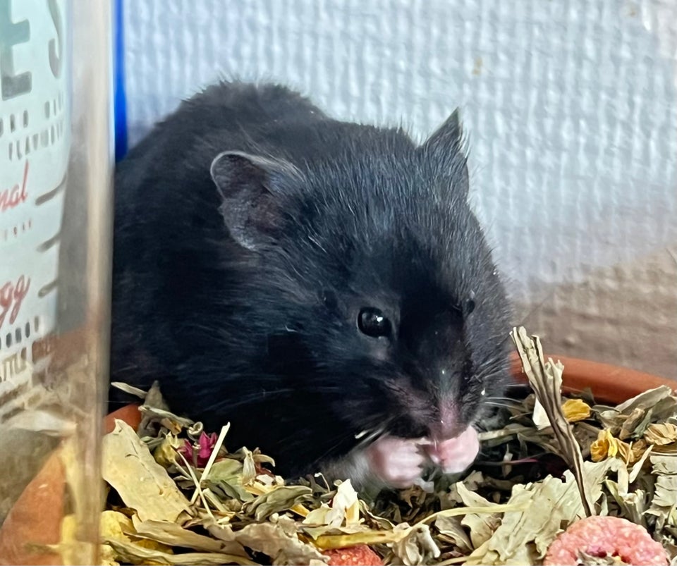 Hamster, Syrian guldhamster, 0 år