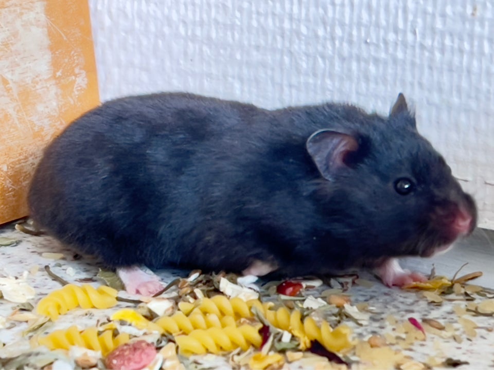 Hamster, Syrian guldhamster, 0 år