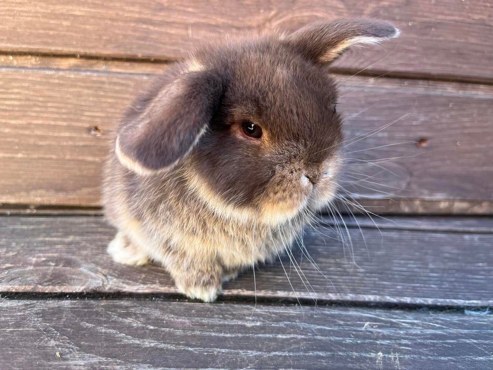 Kanin, Mini Lop, 0 år