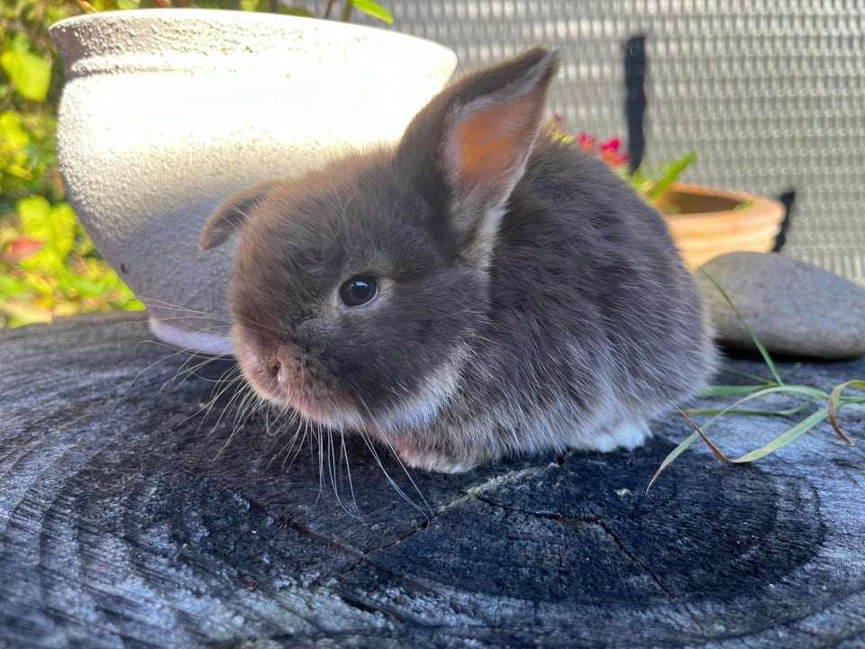 Kanin, Mini Lop, 0 år