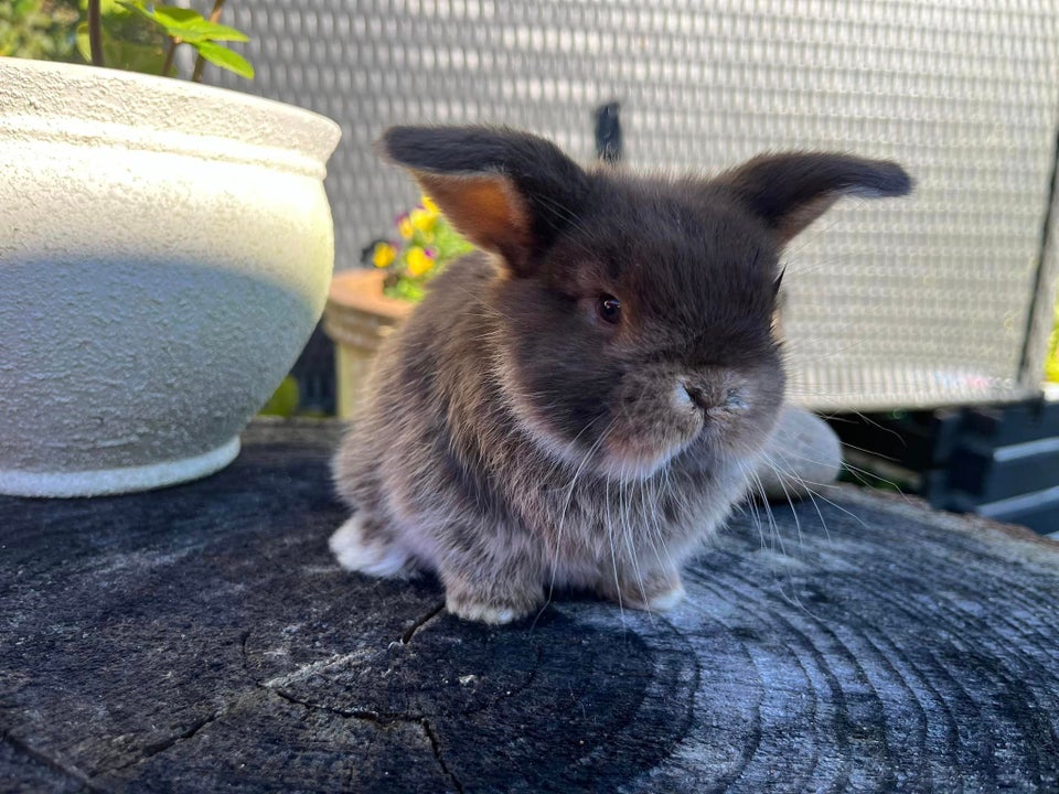 Kanin, Mini Lop, 0 år