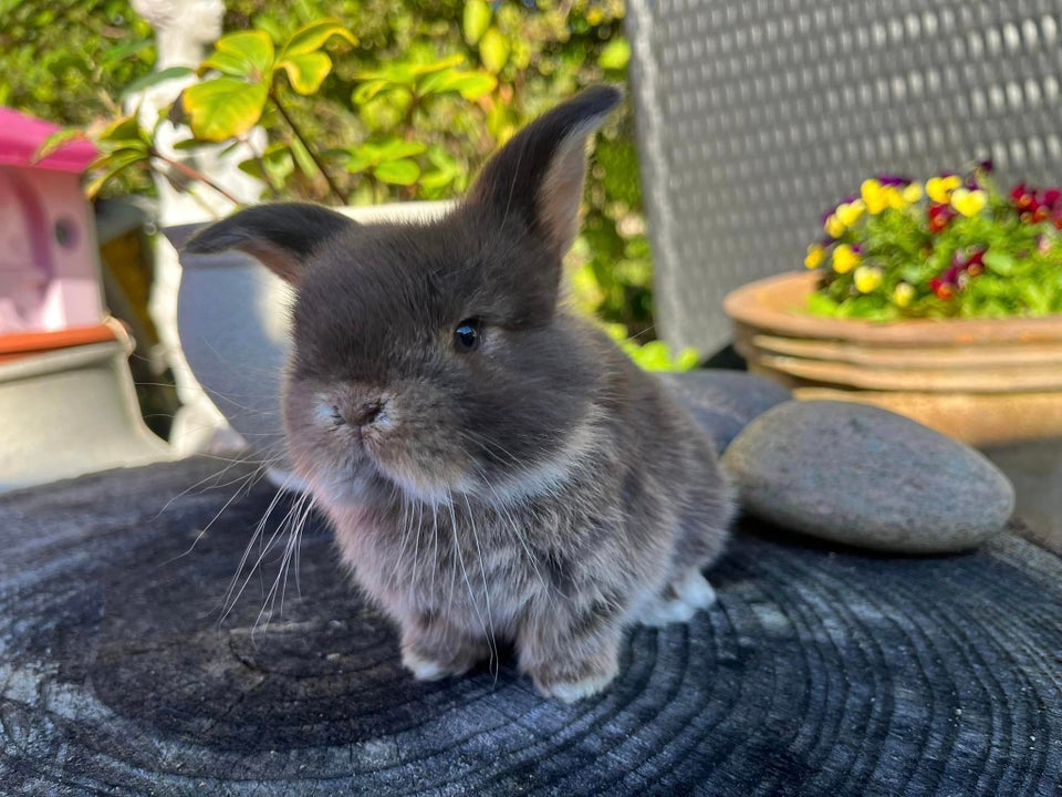 Kanin, Mini Lop, 0 år