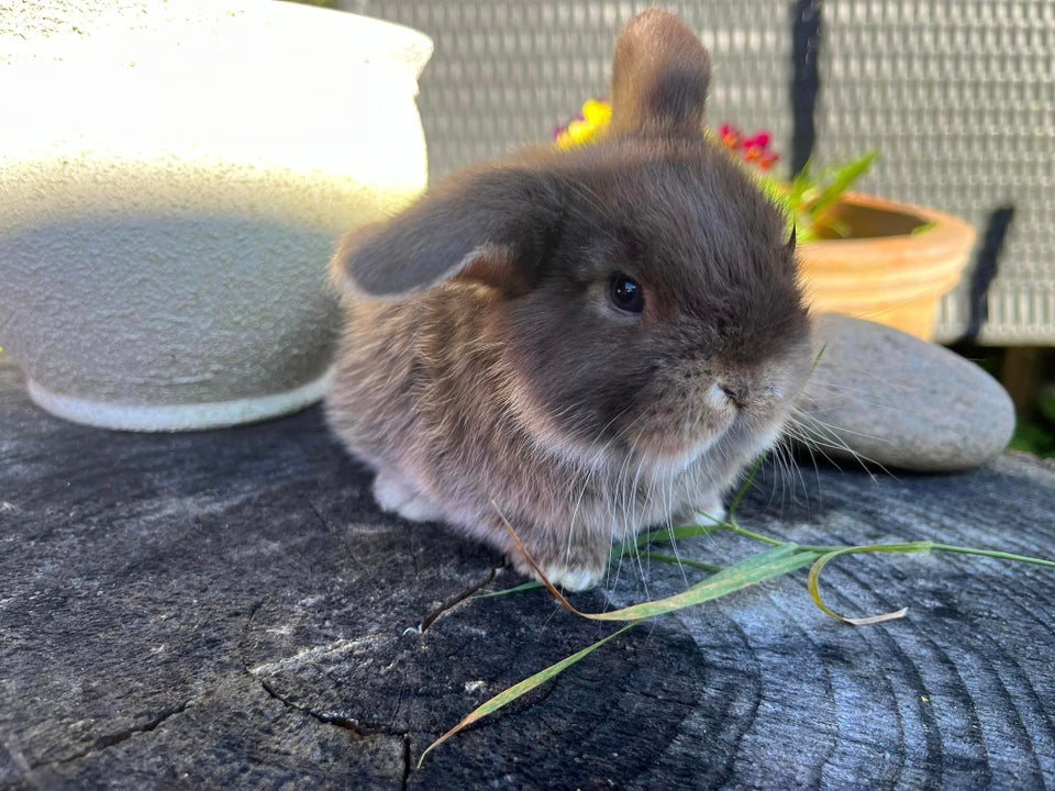 Kanin, Mini Lop, 0 år