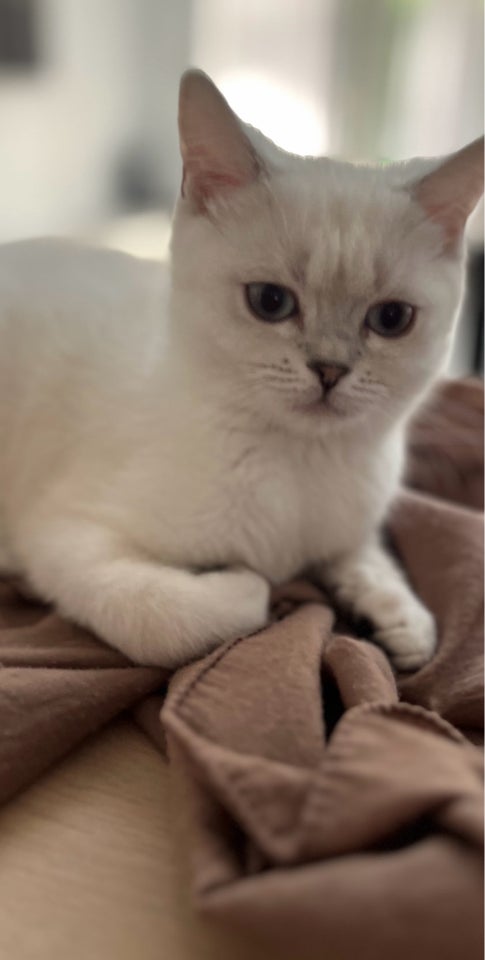 Hankilling, British Shorthair , 4