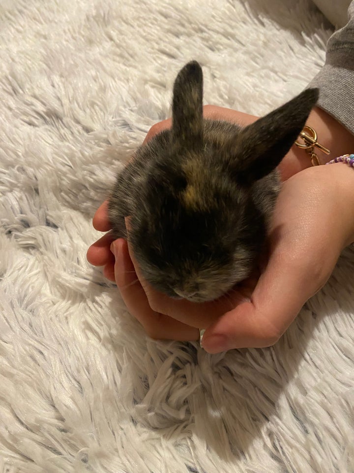 Kanin Dværgvædder  mini lop 0 år