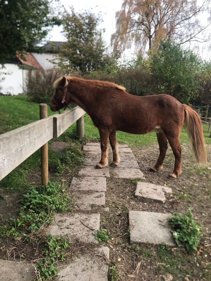 Islænder, vallak, 27 år