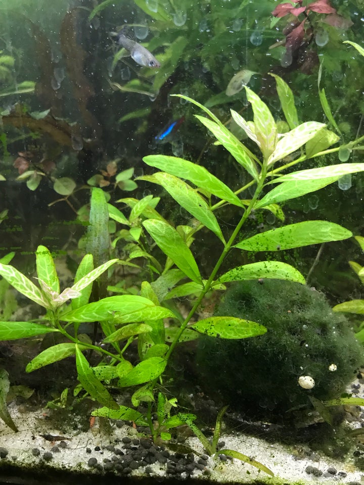 Akvarie planter 2 stk