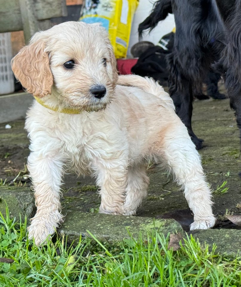 Cockapoo / cockerpoo / doodle