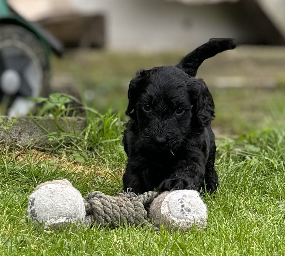 Cockapoo / cockerpoo / doodle