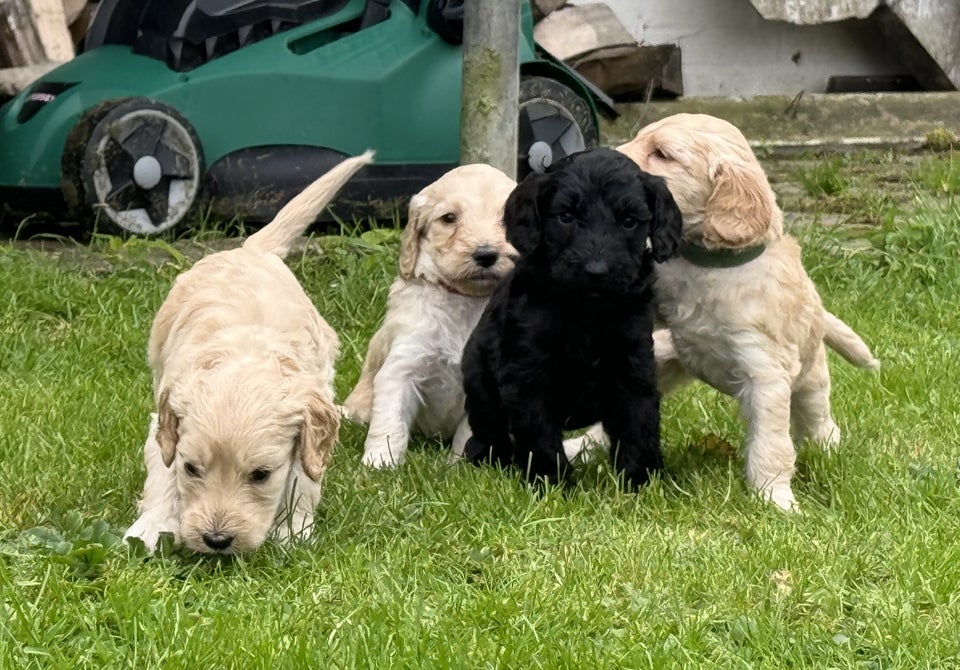 Cockapoo / cockerpoo / doodle