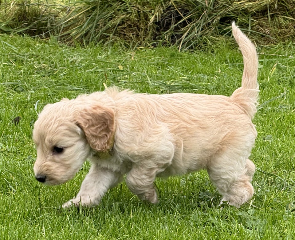 Cockapoo / cockerpoo / doodle