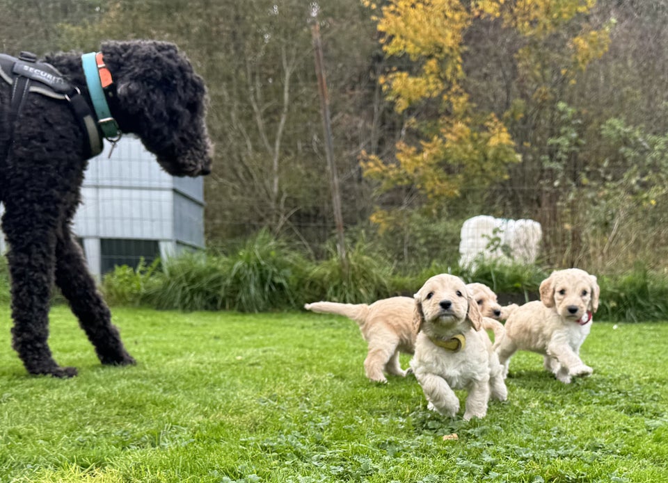 Cockapoo / cockerpoo / doodle