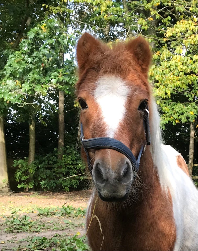 Shetlandspony, hoppe, 18 år