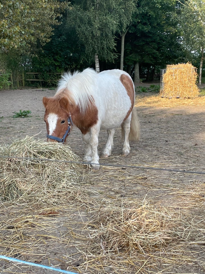 Shetlandspony, hoppe, 18 år