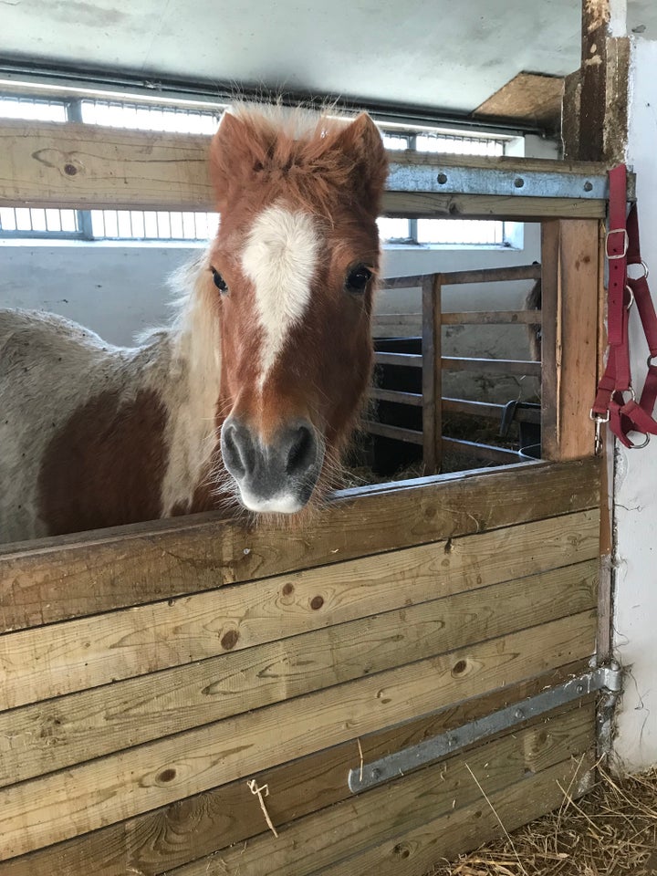 Shetlandspony, hoppe, 18 år