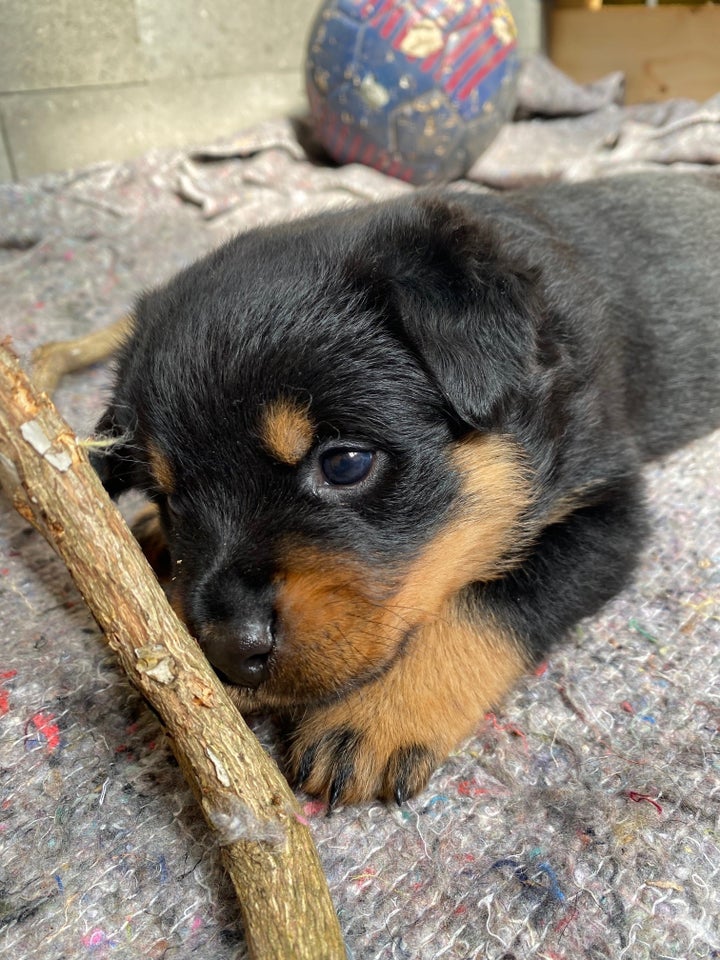 Rottweiler hvalpe 5 uger