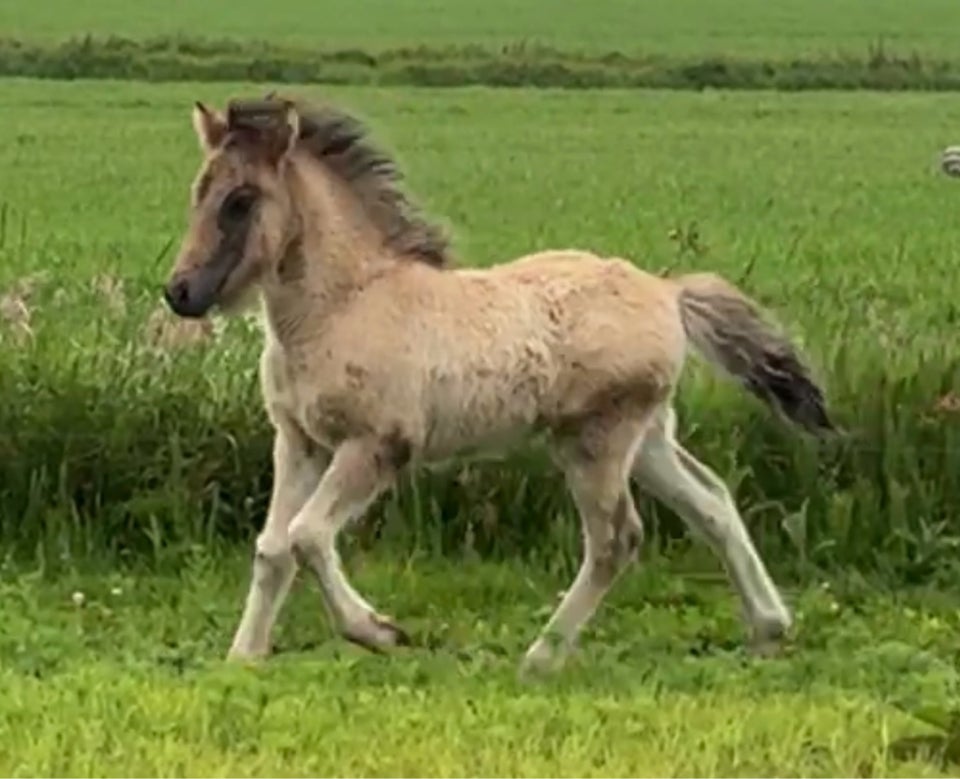 Islænder hingst 0 år