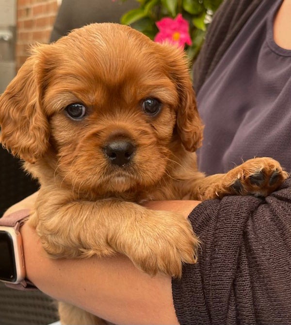 Cavalier King Charles hvalpe