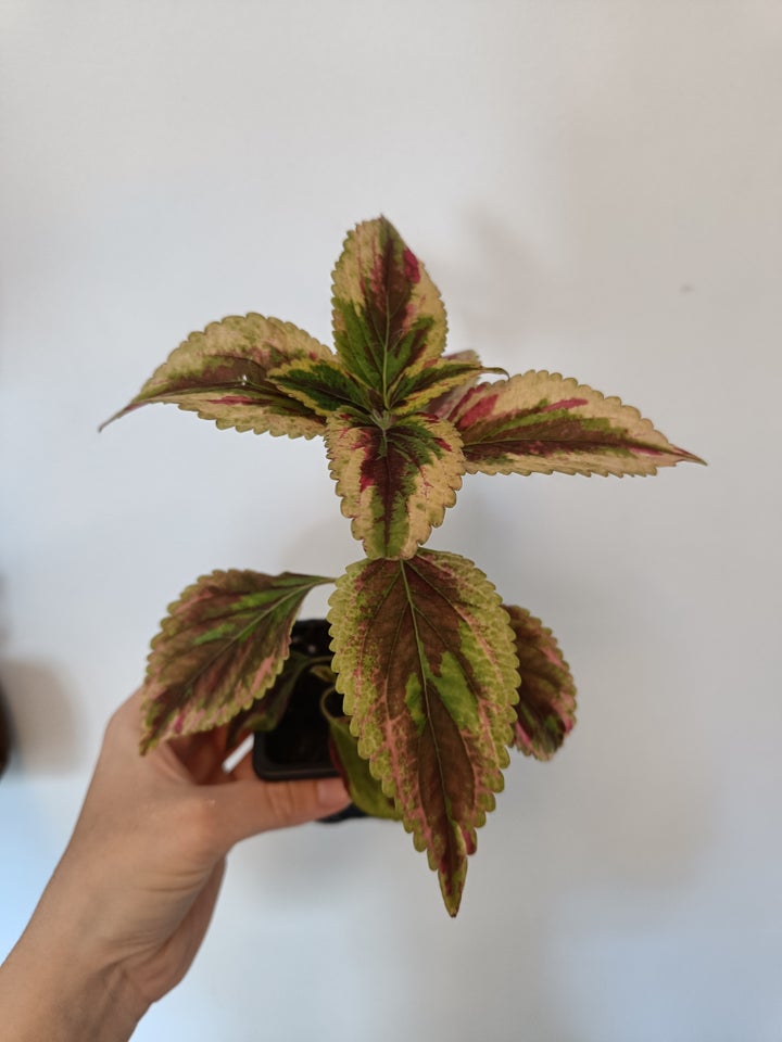 Coleus Paletblad