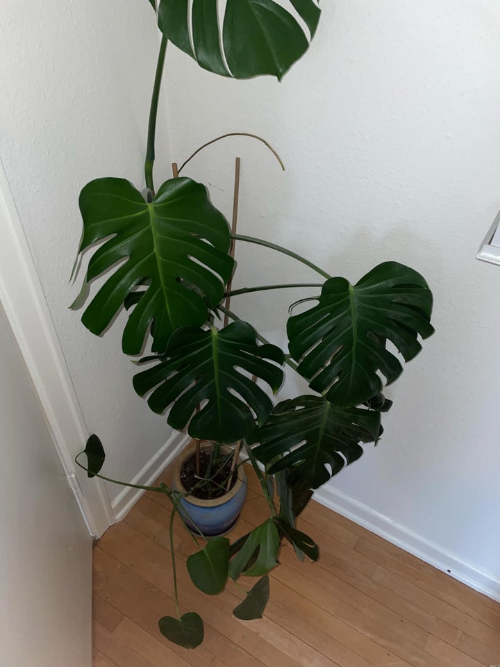 Monstera, Monstera