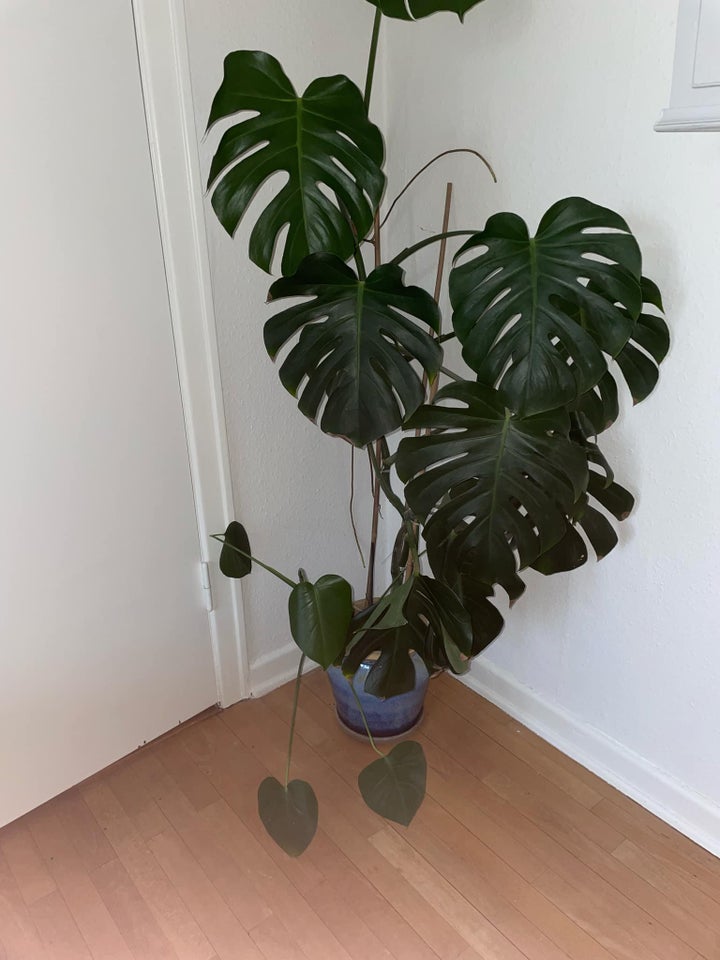 Monstera, Monstera