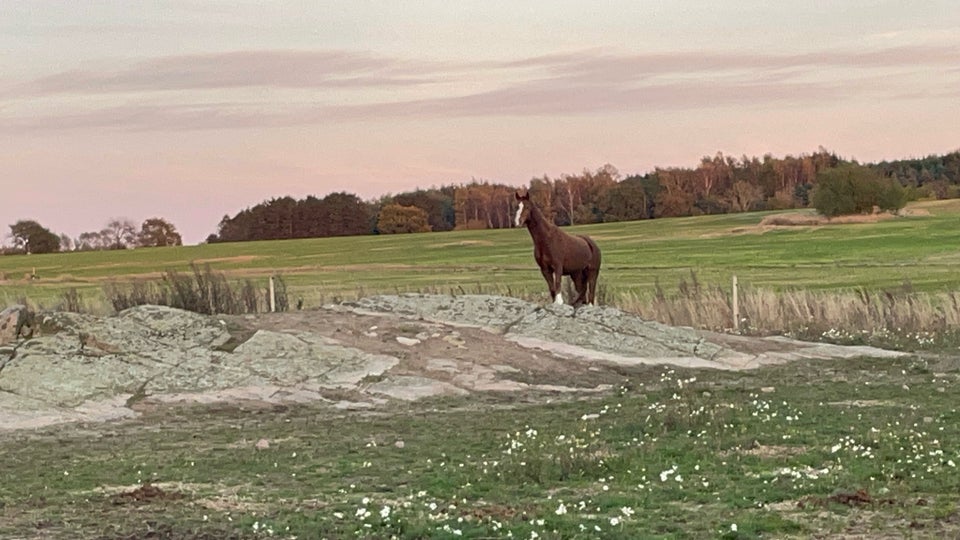 Welsh, hoppe, 6 år