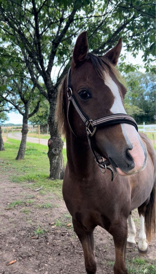 Welsh, hoppe, 6 år