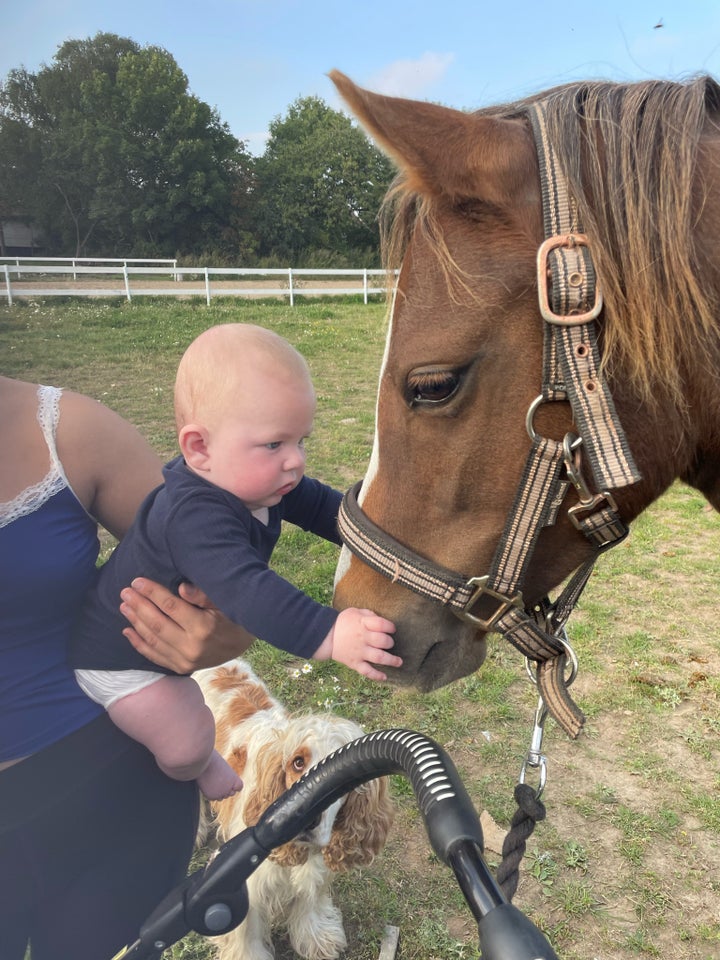 Welsh, hoppe, 6 år