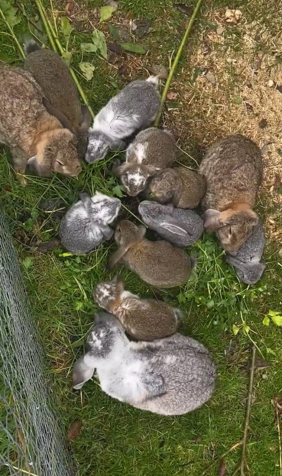 Kanin Fransk vædder 0 år