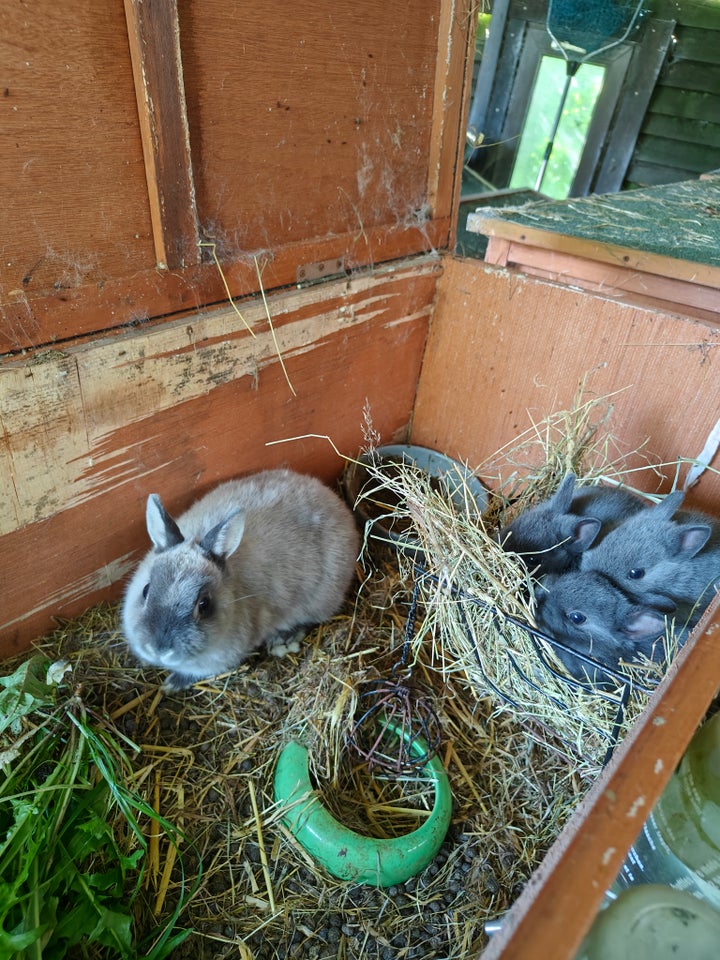 Kanin Ægte hermelin unge m