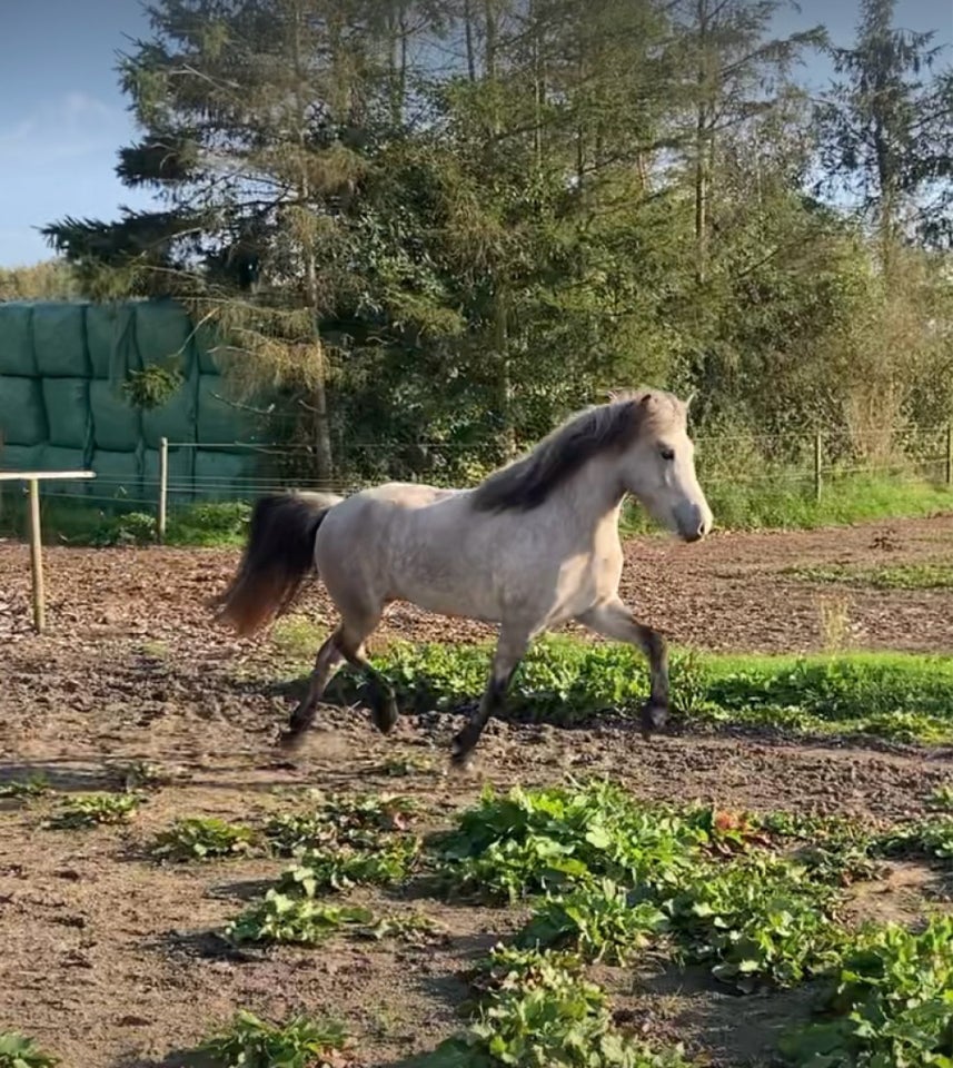 Islænder, hoppe, 4 år