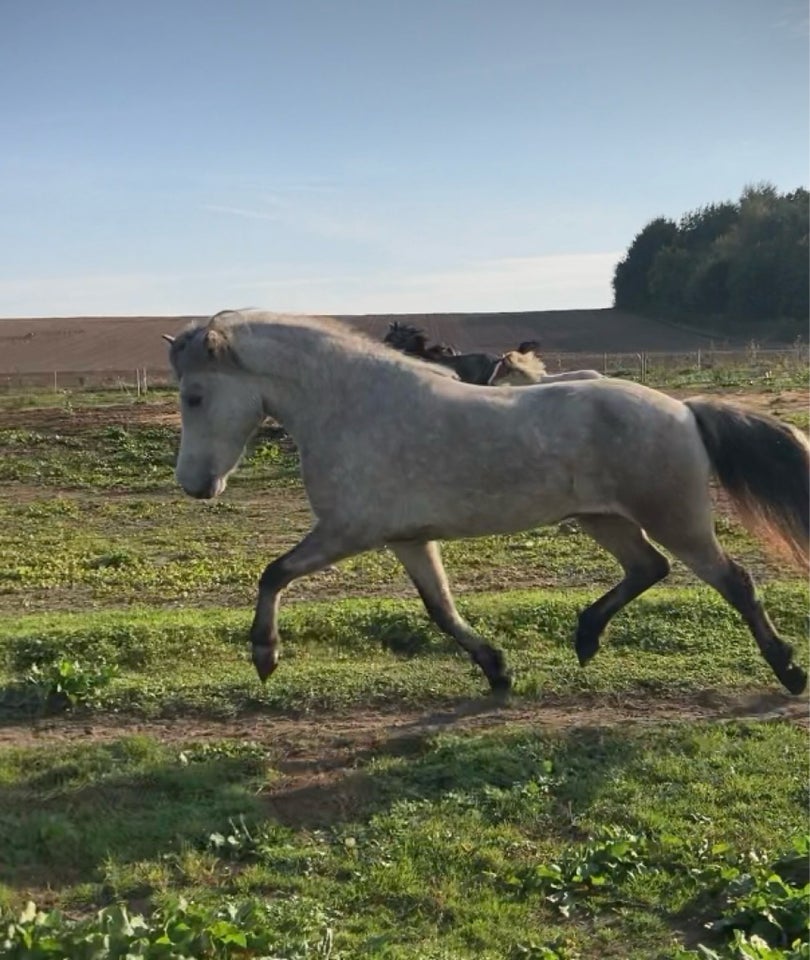 Islænder, hoppe, 4 år