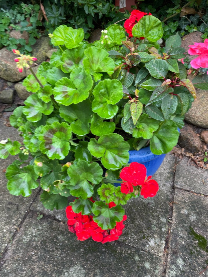 Blomst, Pelargonie