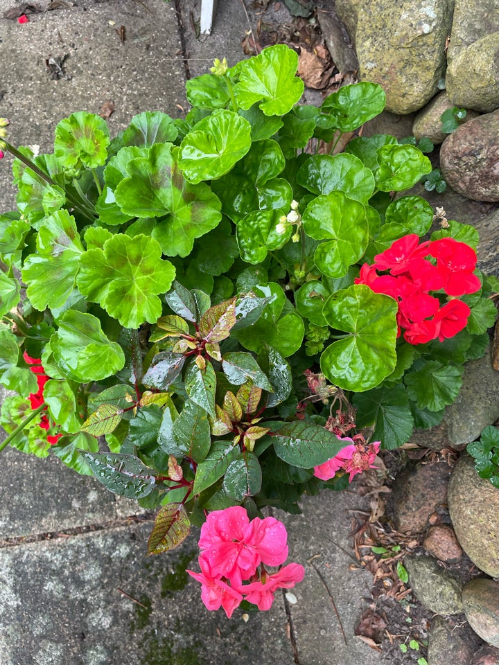 Blomst, Pelargonie