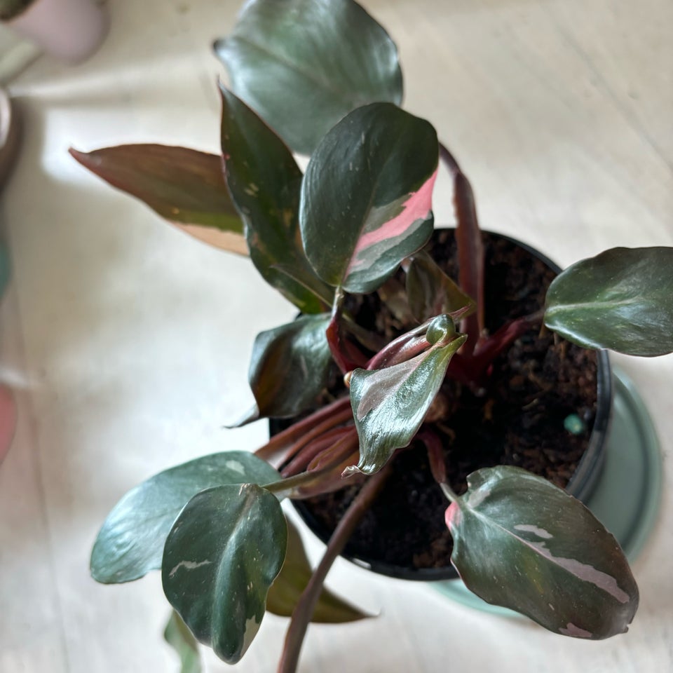 Philodendron pink princess