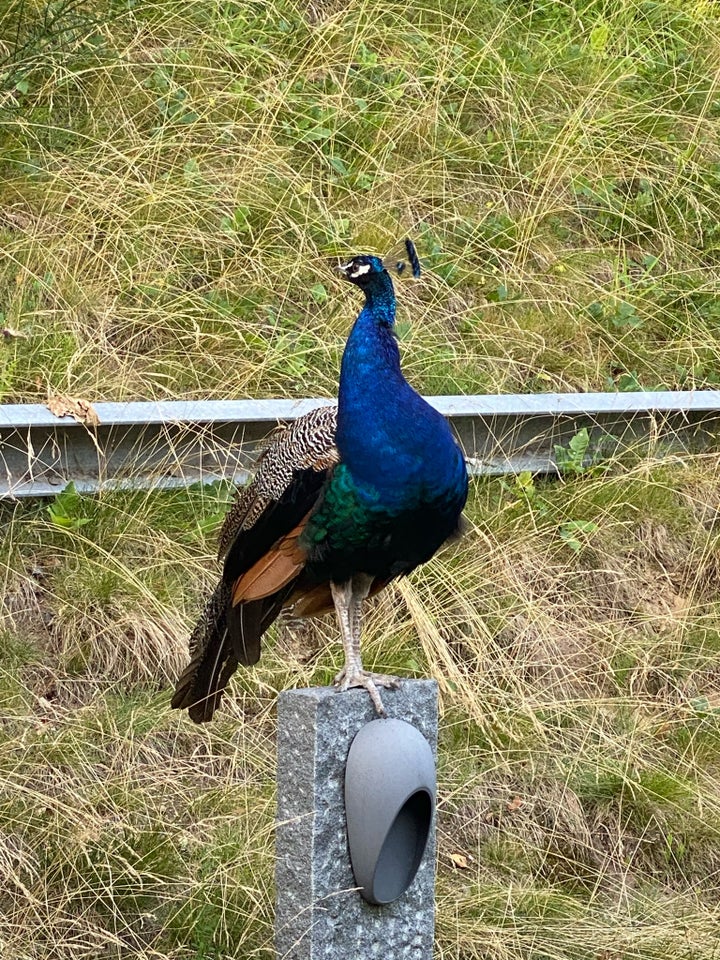 Påfugl Alm Blå 3 år