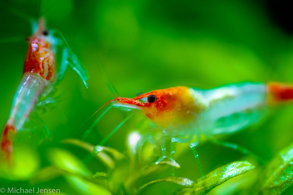 Red Rili Shrimps