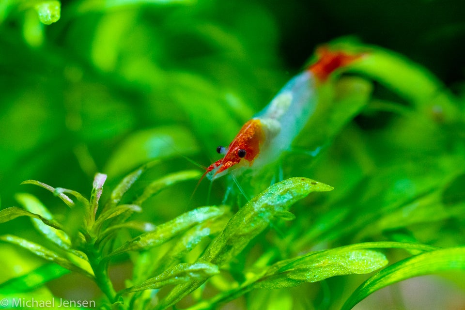 Red Rili Shrimps