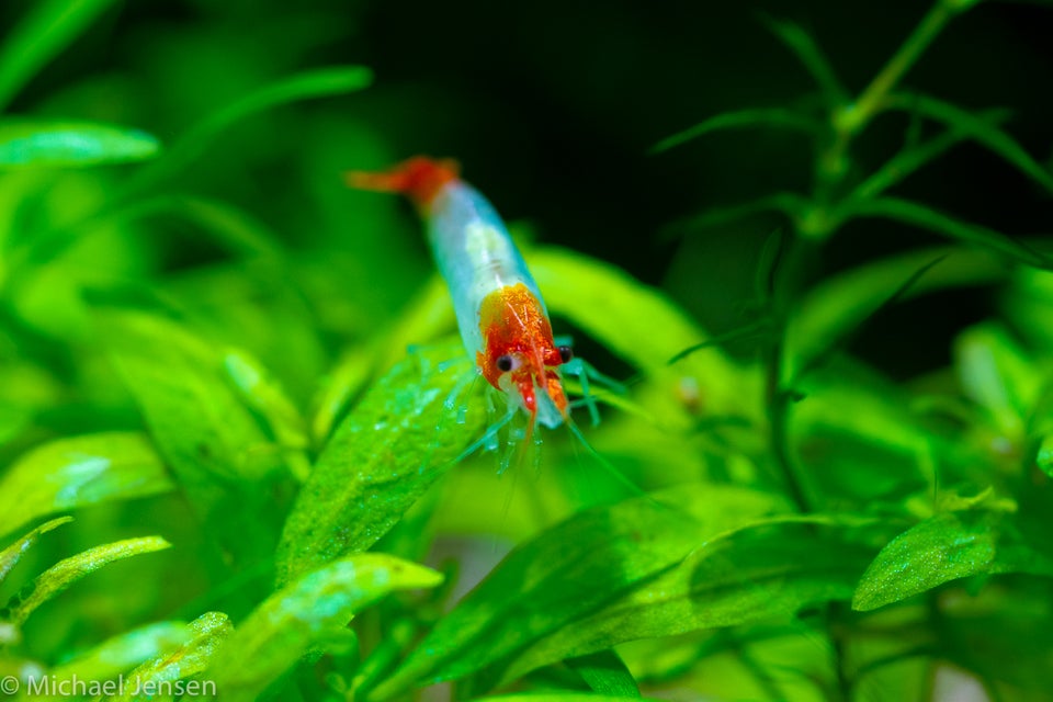 Red Rili Shrimps