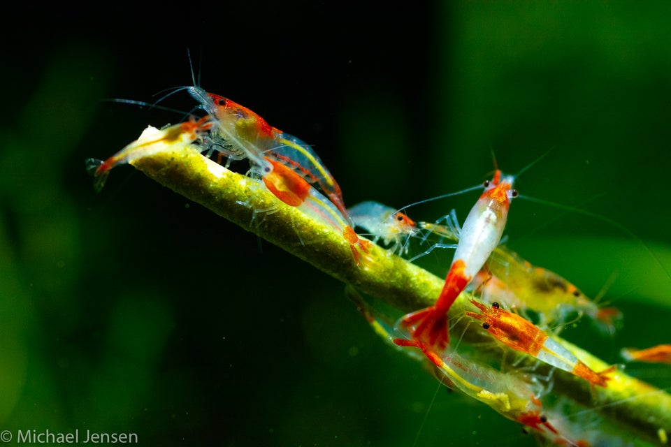 Red Rili Shrimps