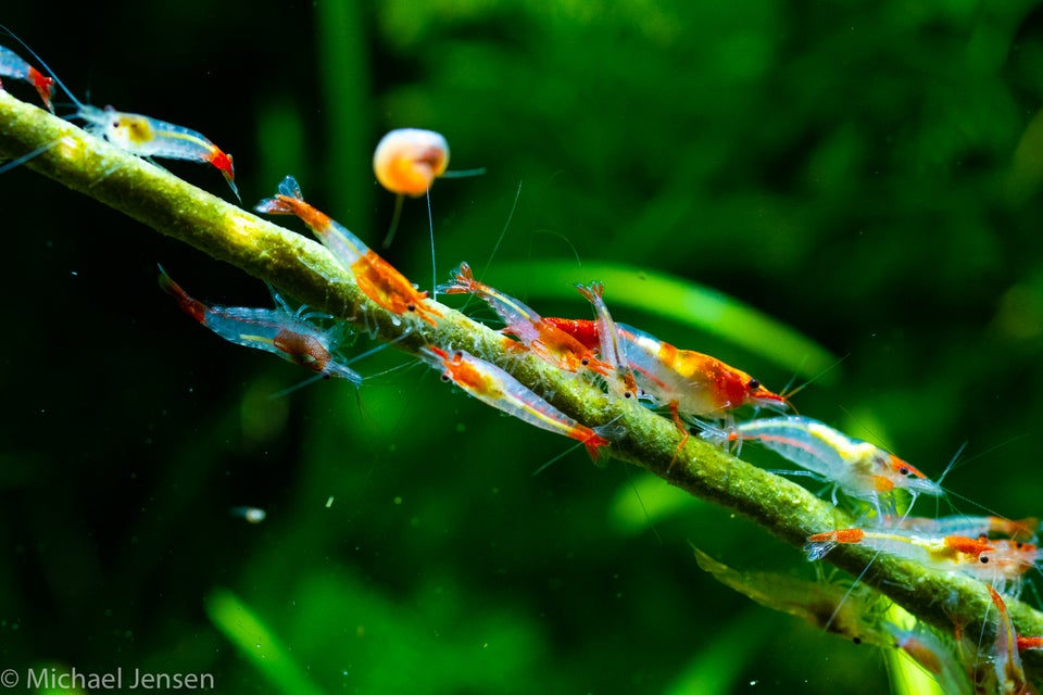 Red Rili Shrimps