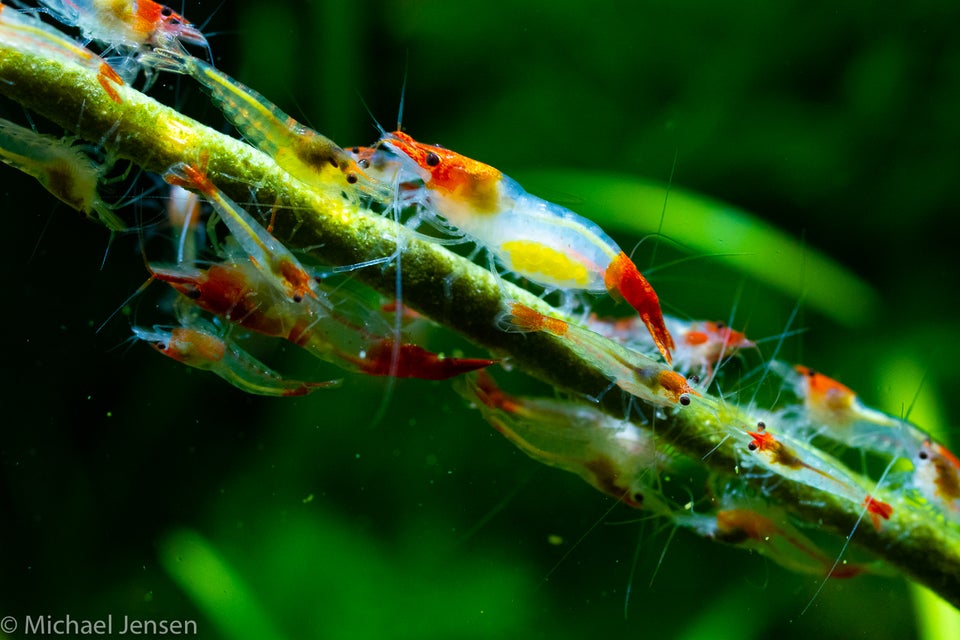 Red Rili Shrimps