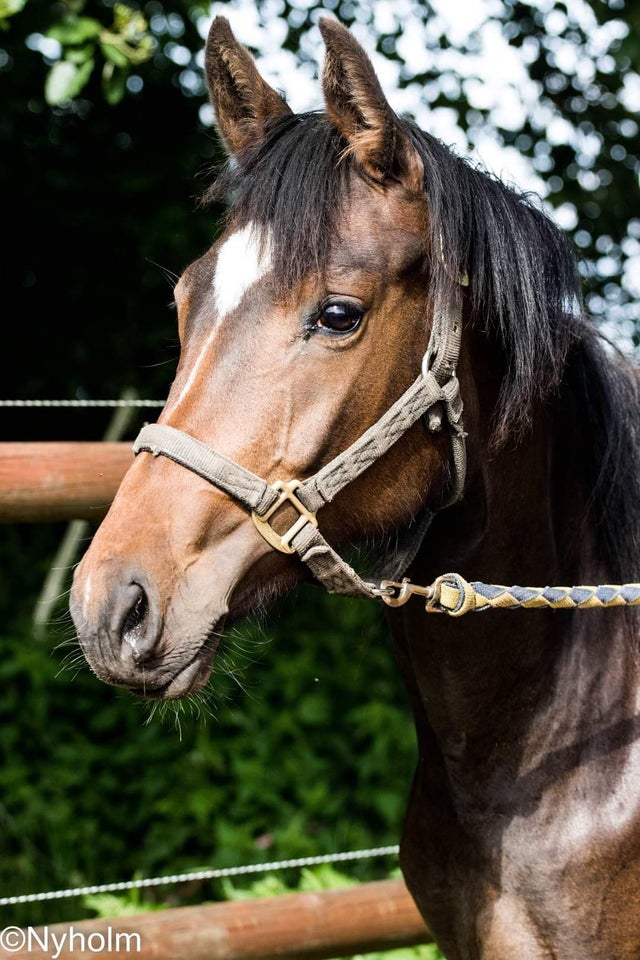 Dansk Varmblod hoppe 2 år