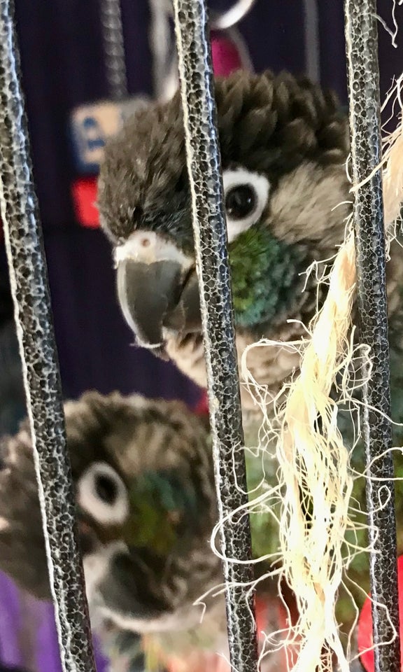 Conure 3 år